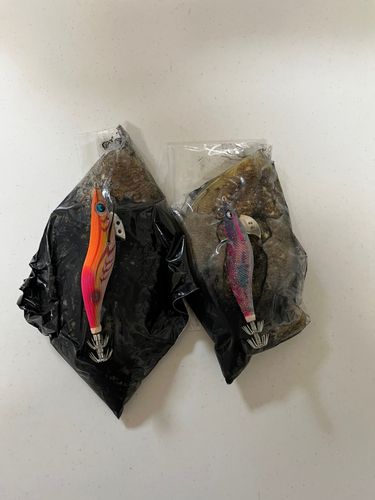 コウイカの釣果