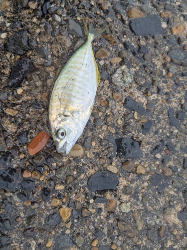 メッキの釣果