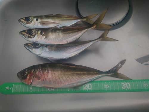 アジの釣果