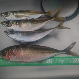 アジ