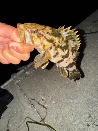 クロソイの釣果