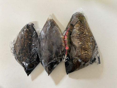 コウイカの釣果