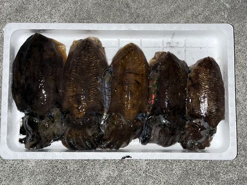 コウイカの釣果
