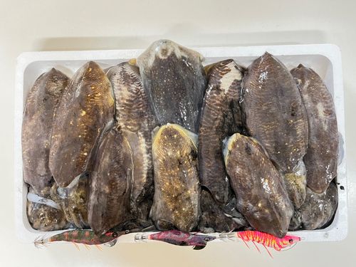 コウイカの釣果