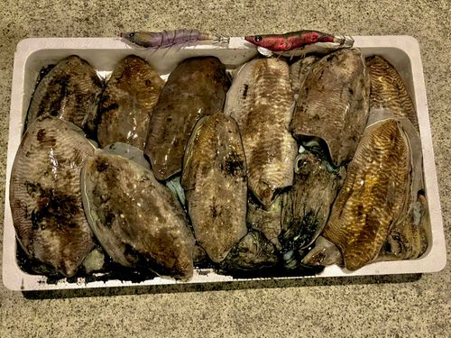 コウイカの釣果