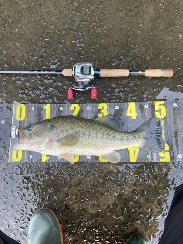 ブラックバスの釣果