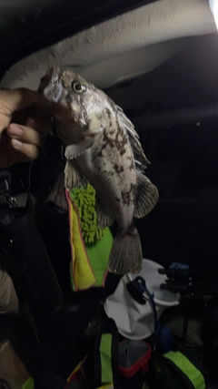 クロソイの釣果