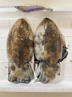 コウイカの釣果