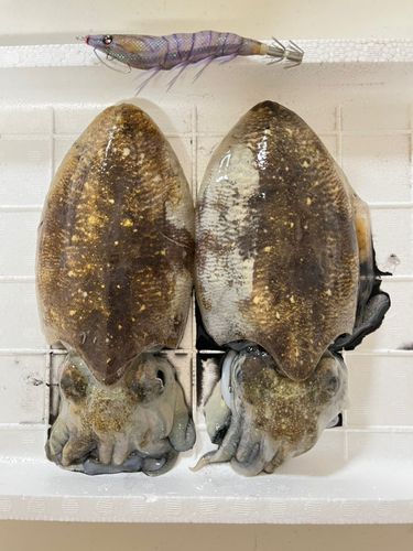 コウイカの釣果
