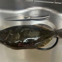 ヒラメ