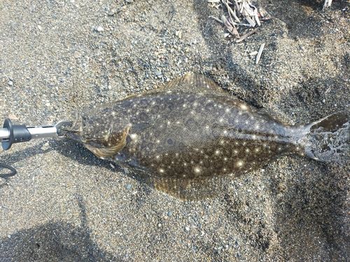 ヒラメの釣果