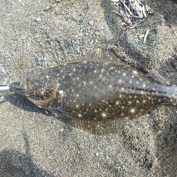 ヒラメ