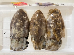 コウイカの釣果