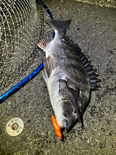 クロダイの釣果
