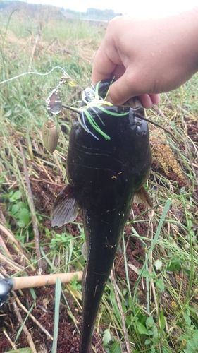 ナマズの釣果