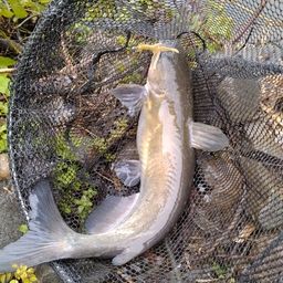 アメリカナマズ