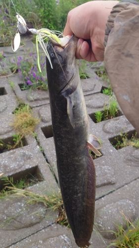 ナマズの釣果