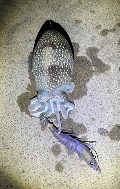 シリヤケイカの釣果