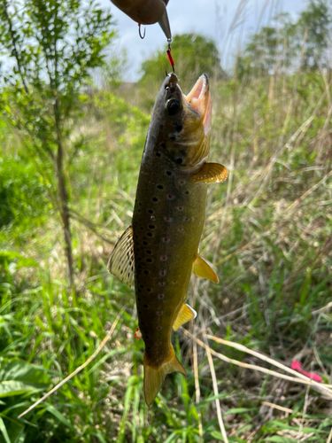 ブラウントラウトの釣果
