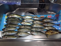 アジの釣果