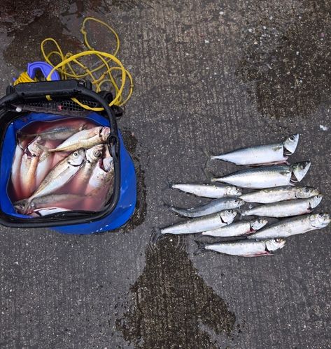 アジの釣果
