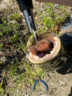 ライギョの釣果