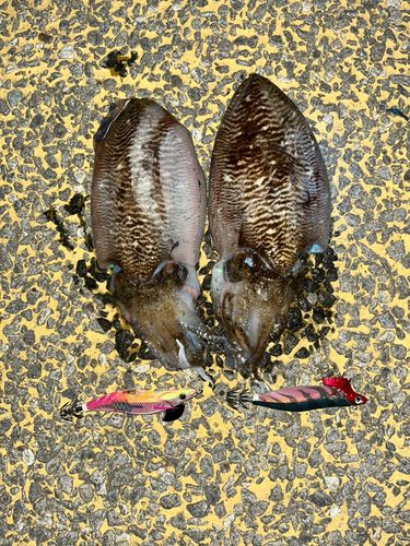 コウイカの釣果