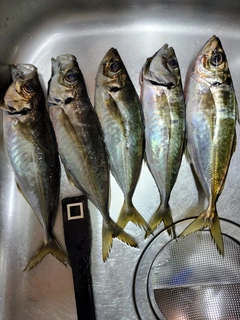 マアジの釣果