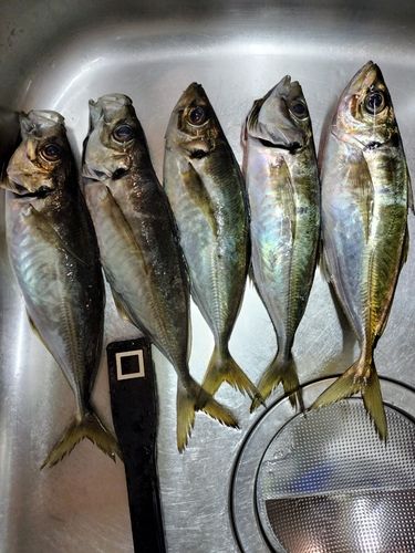 マアジの釣果