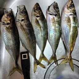 マアジ