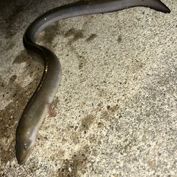 ニホンウナギ