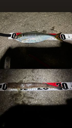 コノシロの釣果