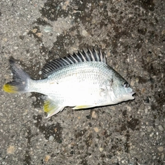 キチヌの釣果