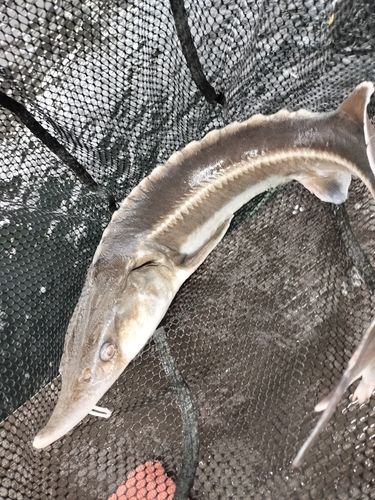 チョウザメの釣果