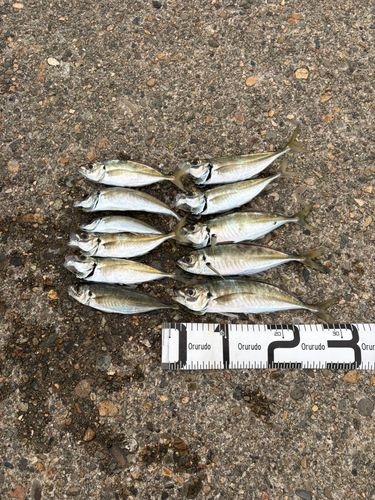 アジの釣果