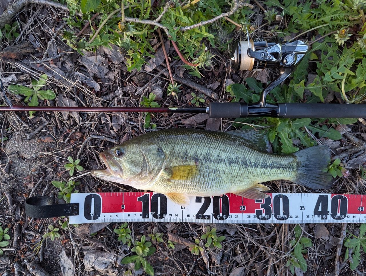 ラージマウスバス