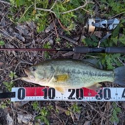 ラージマウスバス