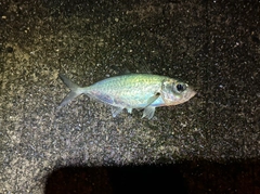 メアジの釣果