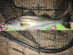 シーバスの釣果