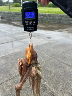 タコの釣果
