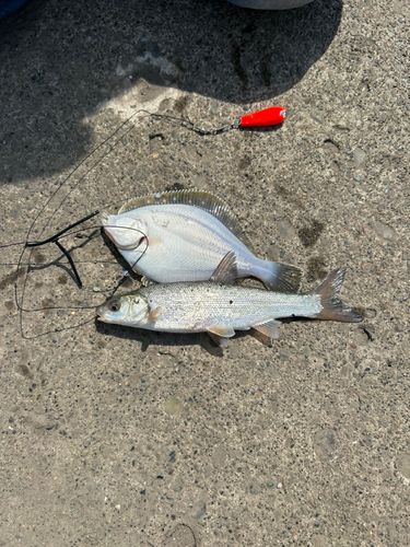 ウグイの釣果