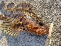 ベッコウゾイの釣果