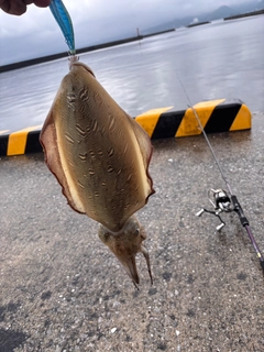 モンゴウイカの釣果