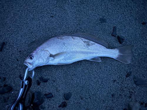 ニベの釣果