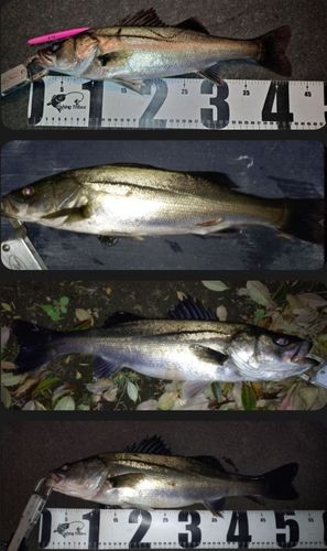 シーバスの釣果