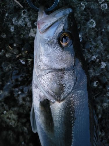 フッコ（マルスズキ）の釣果