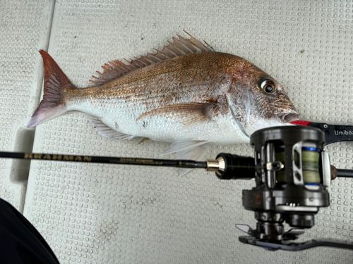 マダイの釣果