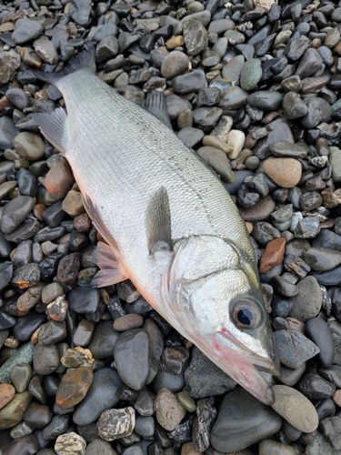 フッコ（ヒラスズキ）の釣果