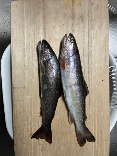 イワナの釣果