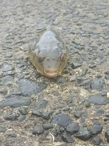 ケショウフグの釣果